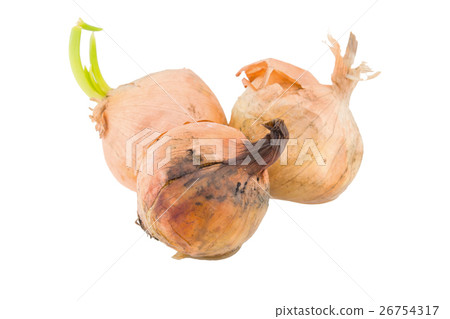 rotten onion isolated on white background rotten onion isolated on white background 26754317
