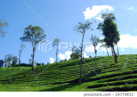 Tea Plantation Landscape 4 Tea Plantation Landscape 4 26754652