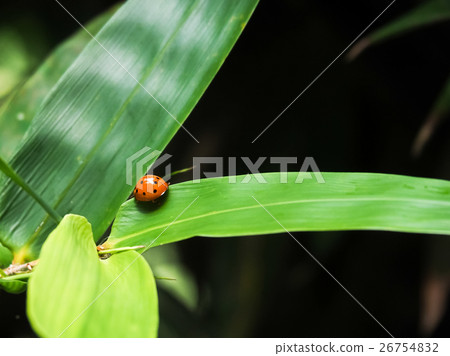 Ladybug on bamboo leaf Ladybug on bamboo leaf 26754832