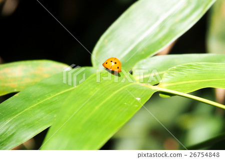 Ladybug on bamboo leaf Ladybug on bamboo leaf 26754848