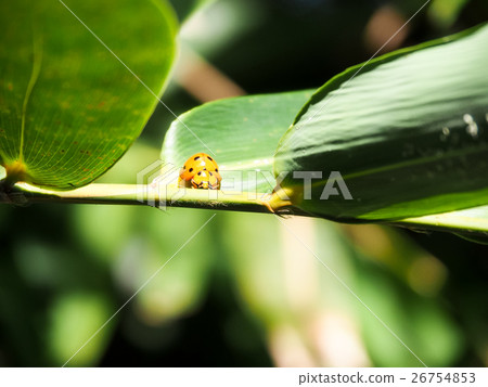 Ladybug on bamboo leaf Ladybug on bamboo leaf 26754853
