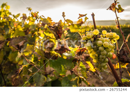 France Burgundy wine field France Burgundy wine field 26755244