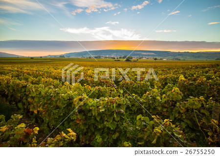 法國勃艮第葡萄酒領域 26755250