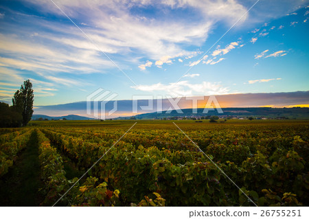 法國勃艮第葡萄酒領域 26755251