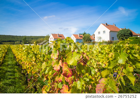 France Burgundy wine field France Burgundy wine field 26755252
