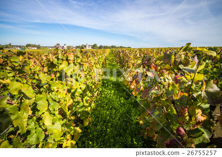 France Burgundy wine field France Burgundy wine field 26755257
