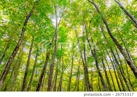 Beautiful forest in early autumn 26755317