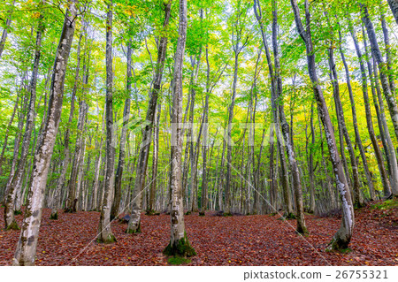 美麗的森林在早期的秋天 26755321