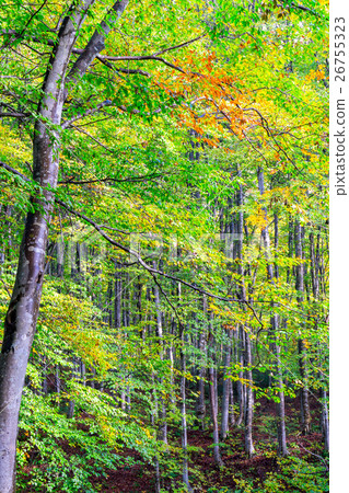  Beautiful forest 26755323