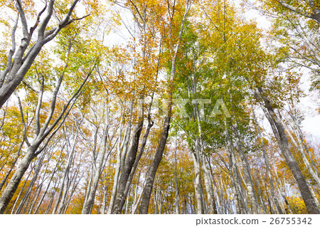 Beech forest of Amaterasu Beech forest of Amaterasu 26755342