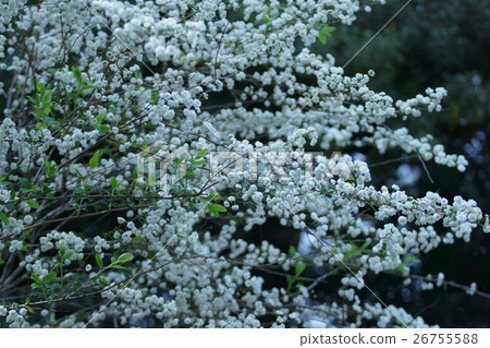 Flower Shimimibana Flower language is "expectation for the future" Flower Shimimibana Flower language is "expectation for the future" 26755588
