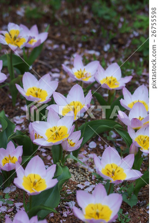 鬱金香Saxa Tilith Lilac Wander的原始種類 26755598