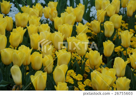 Tulip Strong gold Tulip Strong gold 26755603