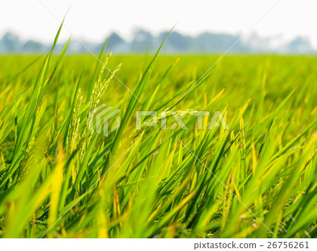 Rice field. 26756261