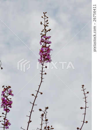 queen flower on sky background queen flower on sky background 26756411