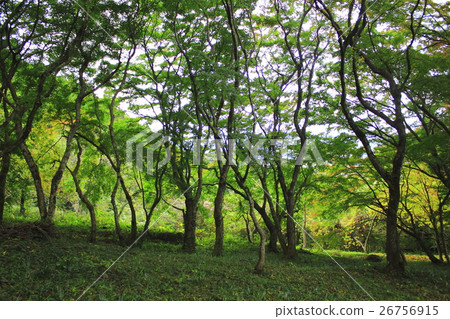  稻荷山公園 26756915