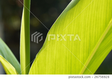 drop of water on galangal leaf drop of water on galangal leaf 26756928