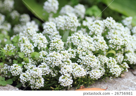 Sweet Allsum Flower Sweet Allsum Flower 26756981