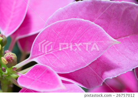 Purinsechia 26757012