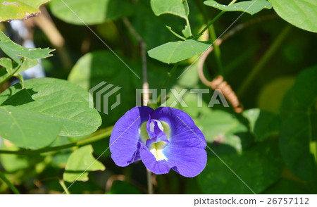 butterfly pea in backyard garden butterfly pea in backyard garden 26757112