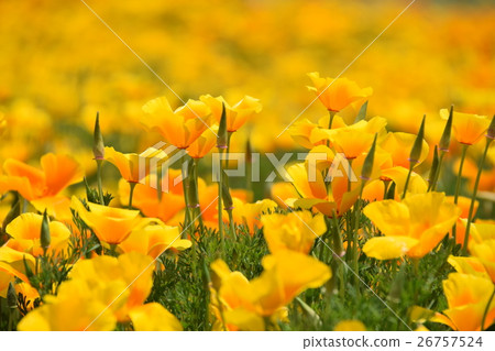 California Poppy of Ikoma Plateau (Kobayashi City, Miyazaki Prefecture) 26757524
