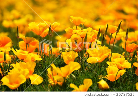California Poppy of Ikoma Plateau (Kobayashi City, Miyazaki Prefecture) 26757525