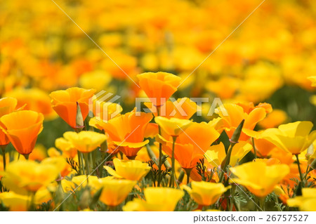 California Poppy of Ikoma Plateau (Kobayashi City, Miyazaki Prefecture) 26757527