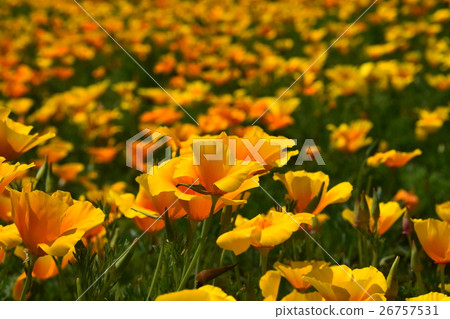 California Poppy of Ikoma Plateau (Kobayashi City, Miyazaki Prefecture) 26757531