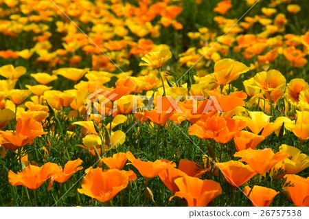 California Poppy of Ikoma Plateau (Kobayashi City, Miyazaki Prefecture) 26757538
