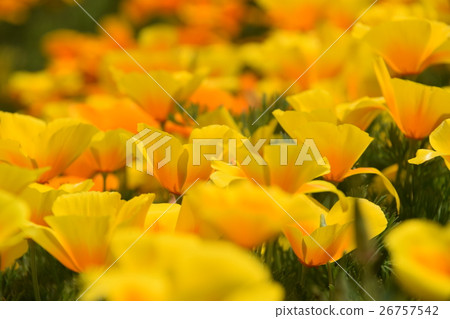 California Poppy of Ikoma Plateau (Kobayashi City, Miyazaki Prefecture) 26757542