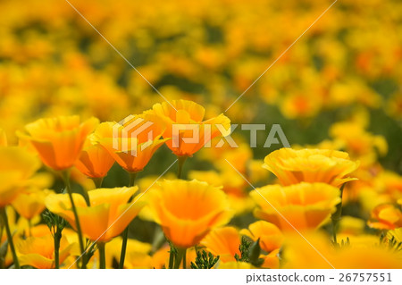 California Poppy of Ikoma Plateau (Kobayashi City, Miyazaki Prefecture) 26757551