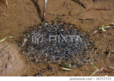 Frog egg 26757723