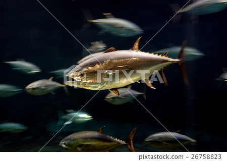 Tuna Tuna 26758823