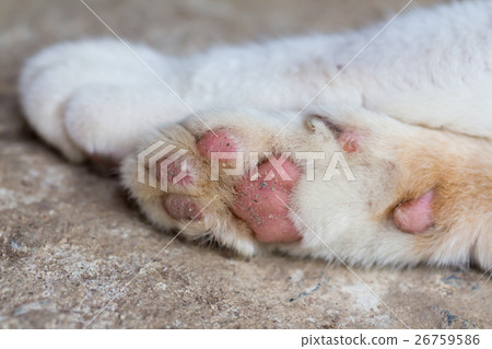 Cat sleeping paws Cat sleeping paws 26759586