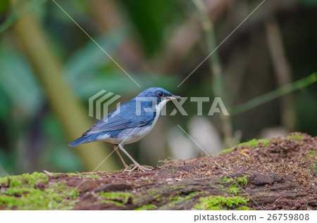 Siberian blue robin (Luscinia cyane) 26759808