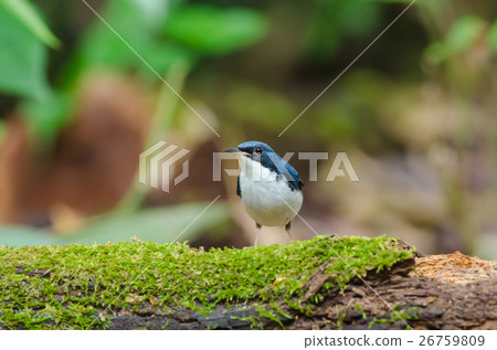 Siberian blue robin (Luscinia cyane) Siberian blue robin (Luscinia cyane) 26759809