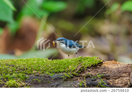 Siberian blue robin (Luscinia cyane) 26759810
