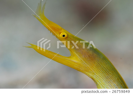 哈娜甲蟲 26759849