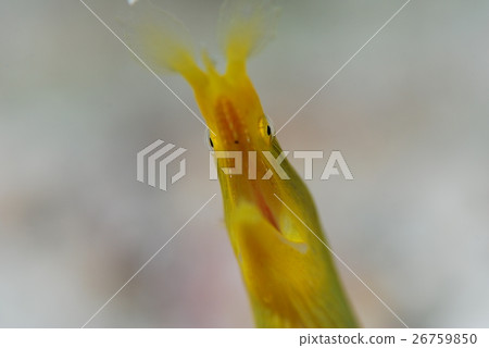 Hana beetle 26759850