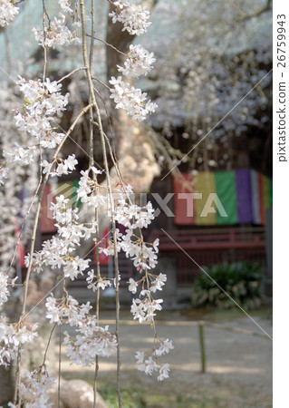 Weeping cherry tree of Eifukuji Weeping cherry tree of Eifukuji 26759943