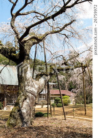 Weeping cherry tree at Fukunishi-ji Temple 26759972