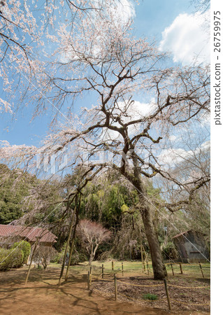 Weeping cherry tree at Fukunishi-ji Temple Weeping cherry tree at Fukunishi-ji Temple 26759975