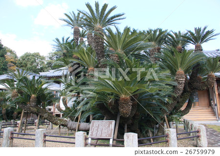 Great Su Rong * Matsuya Temple 26759979