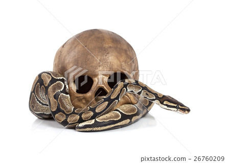 Royal Python with skull 26760209