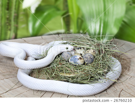 Texas rat snake in a bird's nest 26760210