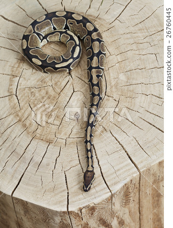 Royal Python snake on a stump 26760445