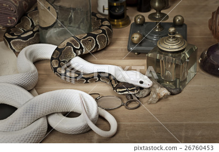 Two snakes with vintage objects 26760453