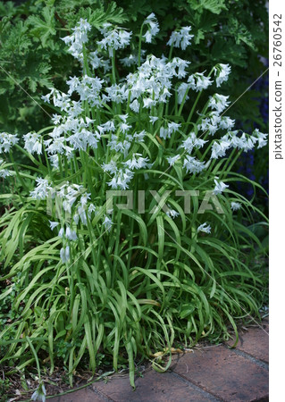 虎鈴蜻蜓Tsurigane也叫Alias Schiller Campagnolata 26760542