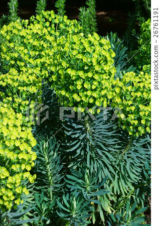 Euphorbia Calarquias Ulpheny 26761191