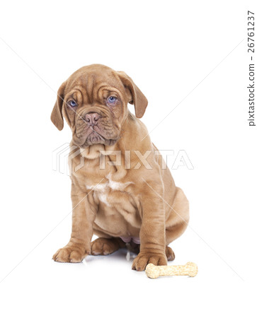 French Mastiff puppy with dog bone French Mastiff puppy with dog bone 26761237